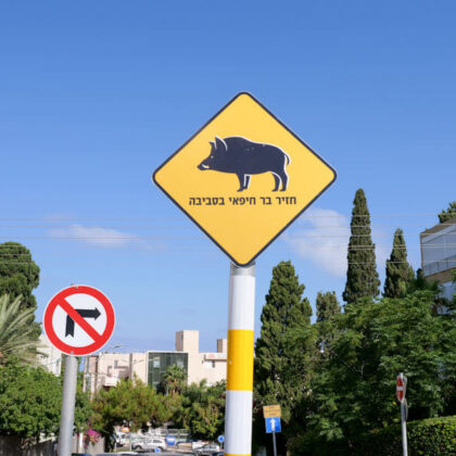 MDA responds to new threat to Israel: Wild boar attacks.
