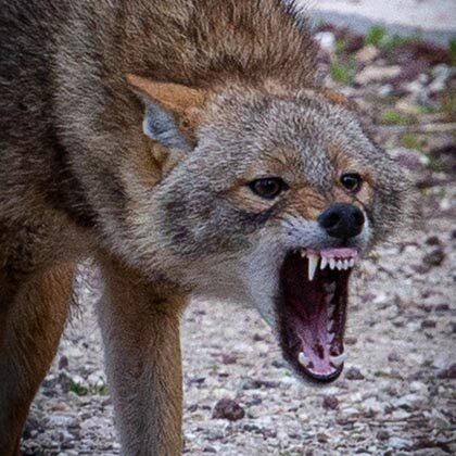MDA treats toddler mauled by jackal while camping in the Negev.