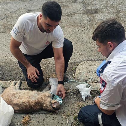 Nine lives and one heroic rescue.