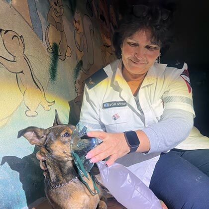 MDA medics treat dog with oxygen after Ashkelon fire.